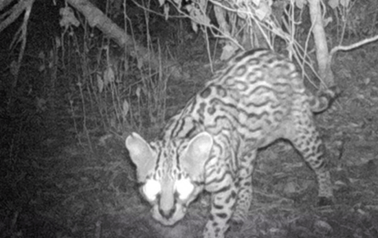 fundacion-iberdrola-mexico-apoyo-felinos