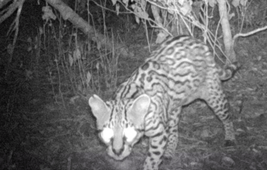 fundacion-iberdrola-mexico-apoyo-felinos