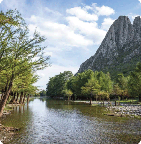 Árboles junto al río