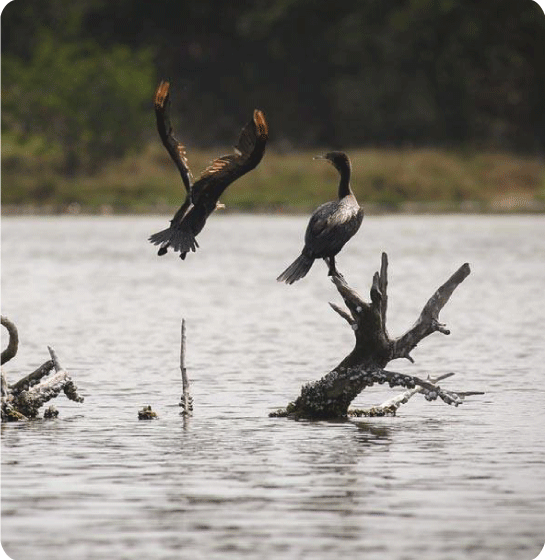 Ave volando sobre cuerpo de agua